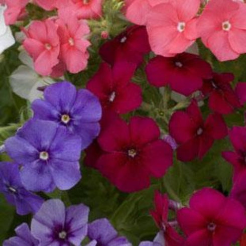 Phlox Drummondii 'Beauty' Mixed - OP Flower Seeds