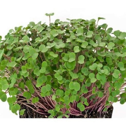 Red Kale - OP Microgreen Seeds
