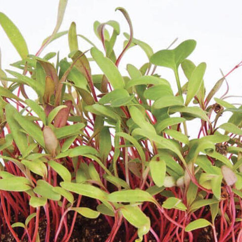 Red Chard - OP Microgreen Seeds