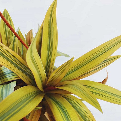 Rhoeo Golden, Rhoeo Spathacea Sitara Gold - Plant