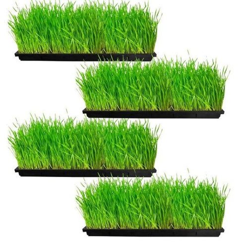 Wheat Grass Trays (set of 2)