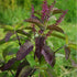 Shyam Tulsi, Tulsi ( Black )
