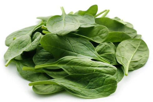 Spinach (Matador) - OP Vegetable Seeds