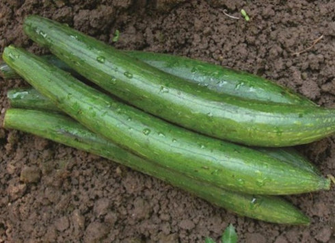 Sponge Gourd (Dark Green) - OP Vegetable Seeds