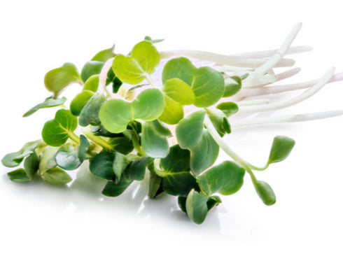 Turnip (Purple Top) - OP Microgreen Seeds