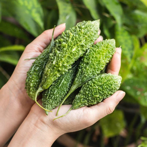 Bitter Gourd - OP Vegetable Seeds