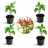 Live Tomato plant Chili plant Brinjal plant pack of 12