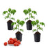 Live Red Tomato/Tamatar Plant with Pot - Healthy Plant - Pack of 12