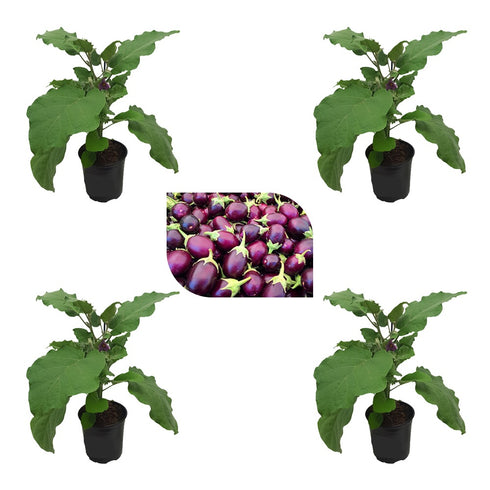 Live Tomato plant Chili plant Brinjal plant pack of 12