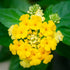 Lantana camara (Yellow) - Plant
