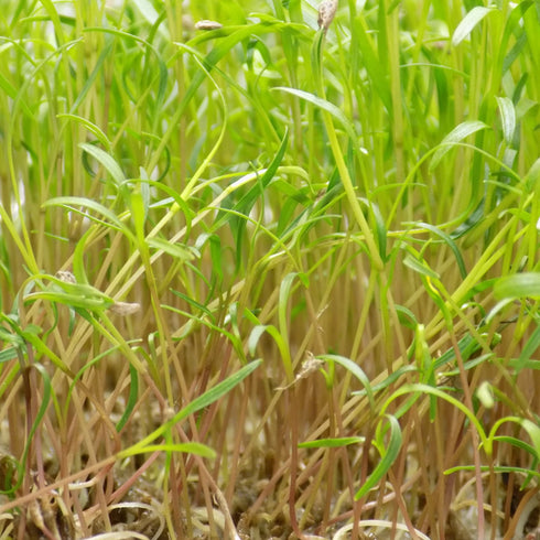 Yellow Carrot - OP Microgreen Seeds