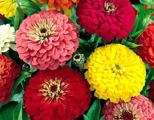 Zinnia Dahlia (Double) - OP Flower Seeds
