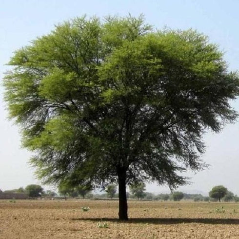 Acacia Nilotica, Babul, Kikar ( 1 kg ) - Seeds