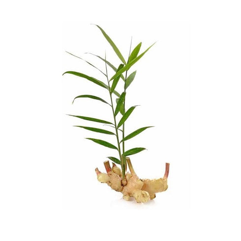 Green Ginger - Organic Vegetable Plants