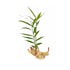 Green Ginger - Organic Vegetable Plants