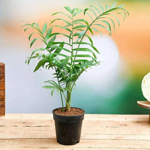 Chamaedorea elegans, Parlour Palm - Plant