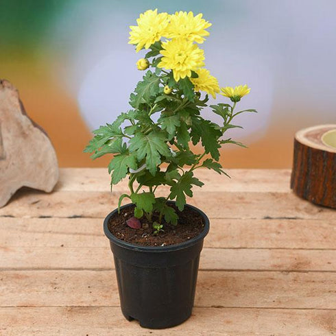 Shevanti, Chrysanthemum