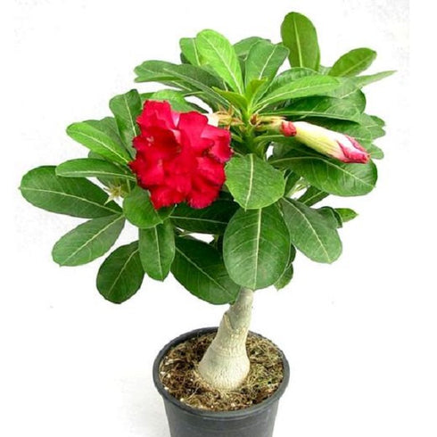 Adenium / Desert Rose Plant (Grafted, Red) - (<em>Adenium Obesum</em>)