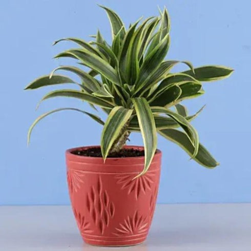 Song Of India Plant - Dracaena reflexa