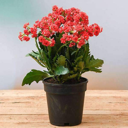 Kalanchoe Red Flowering Plant