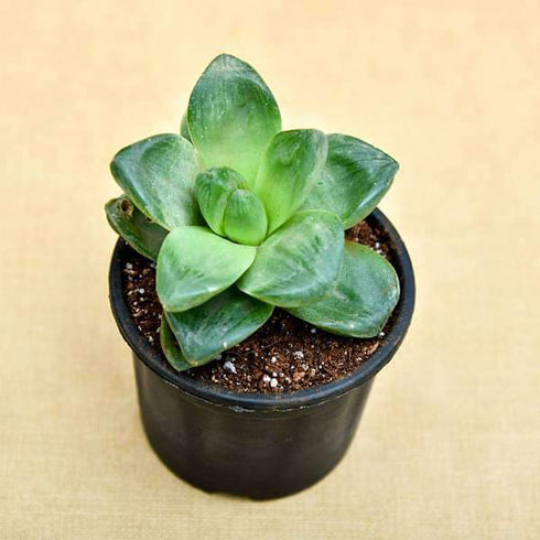 Haworthia truncata Green Rose - Succulent Plant