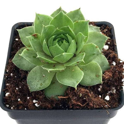 Sempervivum - Succulent Plant
