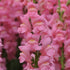Antirrhinum, Snapdragon - Plant