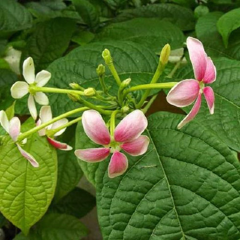 Madhumalati Dwarf / Rangoon Creeper - (<em>Combretum</em>)