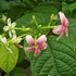 Madhumalati Dwarf / Rangoon Creeper - (<em>Combretum</em>)
