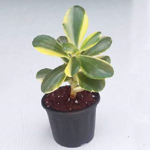 Variegated Jade Plant, Crassula ovata - Succulent Plant