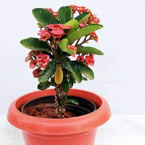 Euphorbia milli (Red) - Succulent Plant