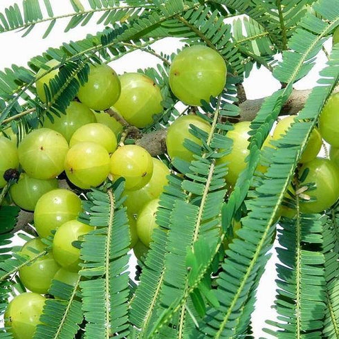 Aonla/Amla (आंवला) - Phyllanthus emblica
