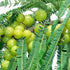 Aonla/Amla (आंवला) - Phyllanthus emblica