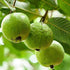 Guava Plant - (<em>Psidium guajava</em>) - Seeds grown