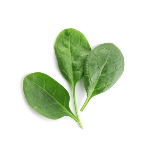 Baby Spinach - OP Vegetable Seeds