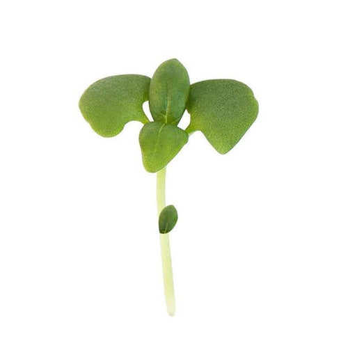 Basil (Green) - OP Microgreen Seeds