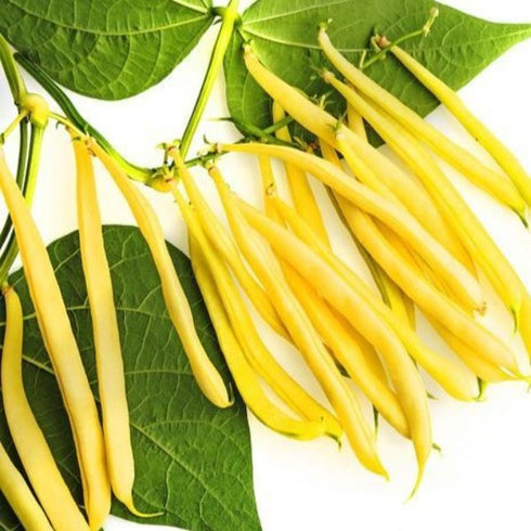 Beans (Yellow) - OP Vegetable Seeds