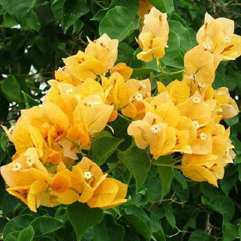 Bougainvillea - Plant