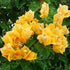 Bougainvillea - Plant