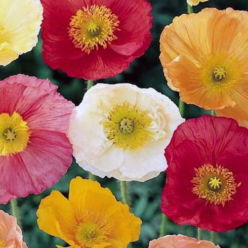 California Poppy Mixed - OP Flower Seeds