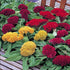 Cockscomb (Celosia argentea var. cristata) Mixed Color - Desi Flower Seeds