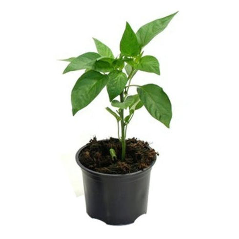 Live Mirchi/Chilli Plant Plant with Pot - Healthy Plant - Pack of 12