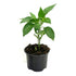 Live Mirchi/Chilli Plant Plant with Pot - Healthy Plant - Pack of 12