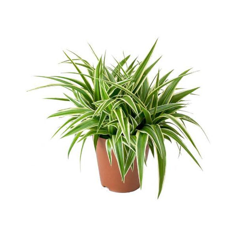 Chlorophytum Comosum/Spider - Plant