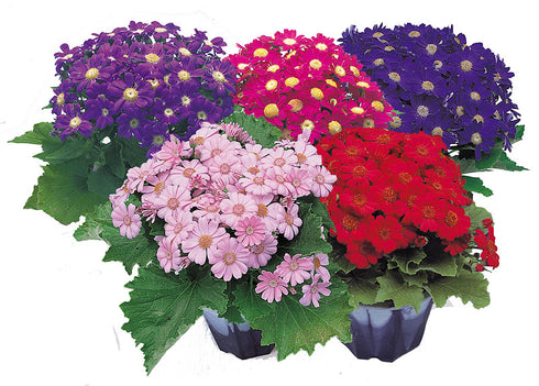 Cineraria Hansa Grandiflora - OP Flower Seeds