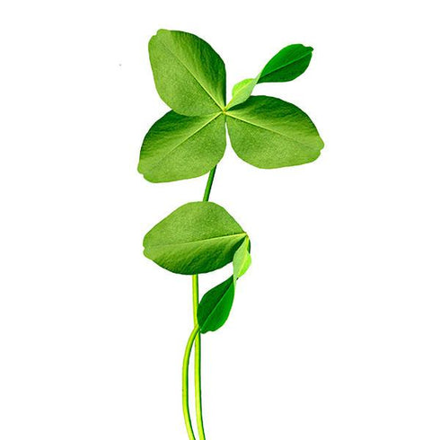 Clover - OP Microgreen Seeds