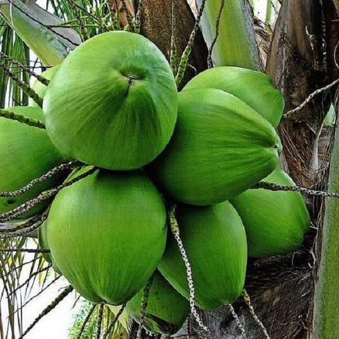 Hybrid Green Coconut Plants - Nariyal Plant