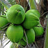 Hybrid Green Coconut Plants - Nariyal Plant