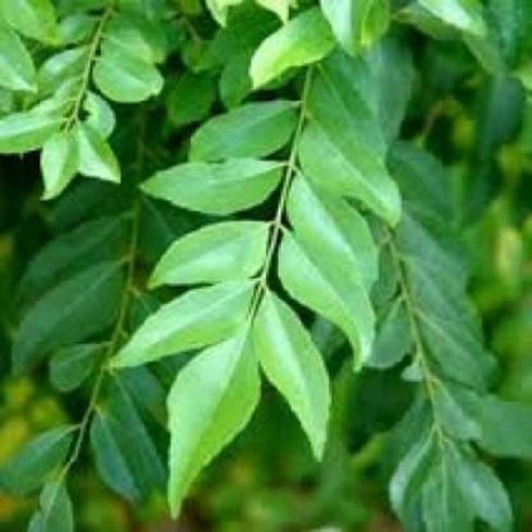 Curry Leaves, Kadi Patta Plants