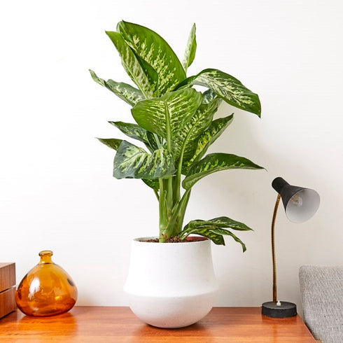 Dieffenbachia Maculata - Plant